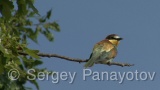 Video of European Bee-eater - European Bee-eater in nest period in Bulgaria